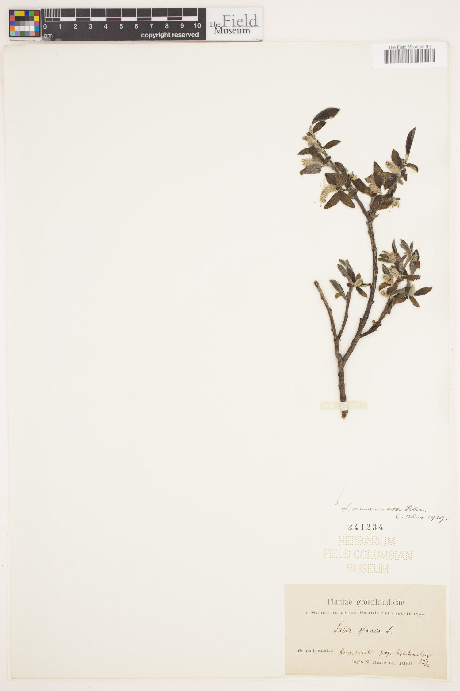 Salix anamesa image