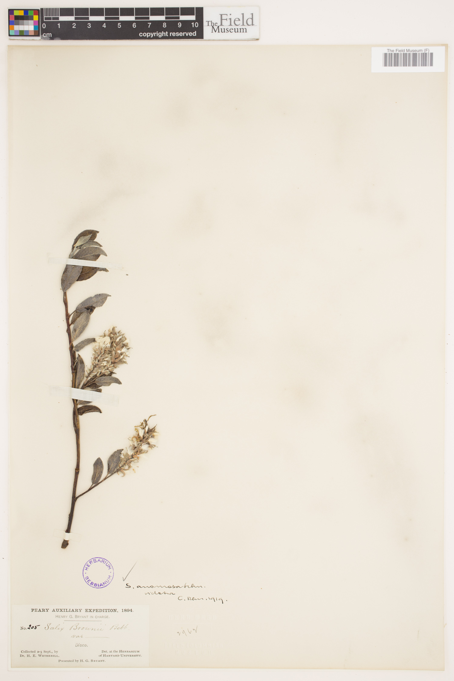 Salix anamesa image
