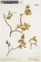 Salix arctica Pall., U.S.A., F
