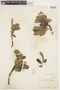Salix arctica Pall., U.S.A., C. L. McKay, F