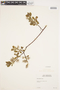 Salix bebbiana Sarg., U.S.A., L. B. Smith, F