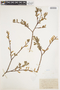 Salix bebbiana Sarg., U.S.A., J. H. Schuette, F