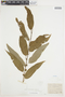Salix caroliniana Michx., U.S.A., J. H. Schuette, F