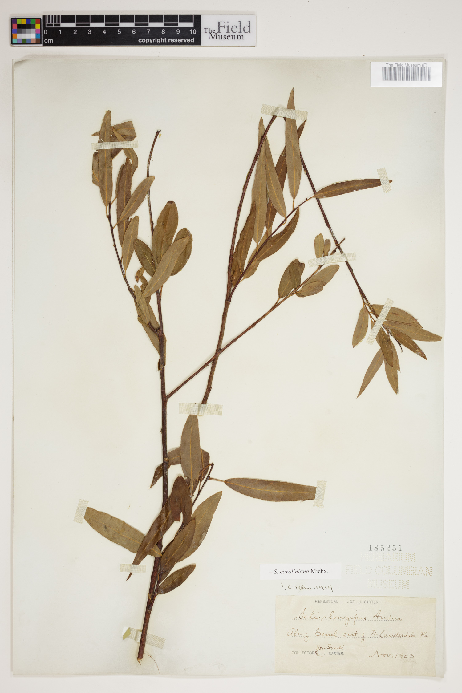 Salix caroliniana image