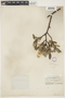 Salix glauca var. cordifolia image