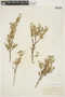 Salix glauca var. acutifolia image