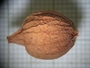 Coccoloba uvifera (L.) L., Belize, C. L. Lundell 4927, F