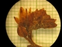 Xiphidium caeruleum Aubl., Nicaragua, Frère A. Garnier 1647, F
