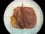 Combretum fruticosum (Loefl.) Stuntz, British Honduras [Belize], P. H. Gentle 418, F