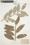 Salix discolor Muhl., U.S.A., J. H. Schuette, F