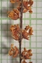 Quercus sapotifolia Liebm., Belize, W. A. Schipp 663, F