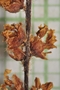 Quercus sapotifolia Liebm., Belize, W. A. Schipp 663, F