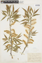 Salix eriocephala Michx., U.S.A., J. H. Schuette, F