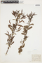 Salix eriocephala Michx., U.S.A., J. H. Schuette, F