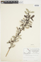 Salix glauca L., Canada, J. W. Thieret 9262, F