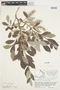Salix glauca L., Canada, J. W. Thieret 7985, F