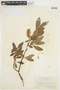 Salix glauca L., U.S.A., W. A. Setchell 496, F
