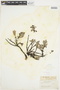 Salix glauca L., G. Andersson 748, F