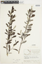 Salix glauca image