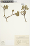 Salix glauca L., U.S.A., O. E. G. Hultén, F