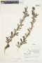 Salix glauca L., Canada, J. W. Thieret 6903, F