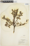 Salix glauca L., U.S.A., E. H. Looff 928, F