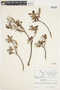 Salix glauca L., Canada, J. W. Thieret 9330, F