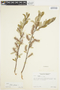Salix glauca L., Canada, J. W. Thieret 4403, F