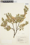Salix glauca L., Canada, A. J. J. Breitung 16616, F