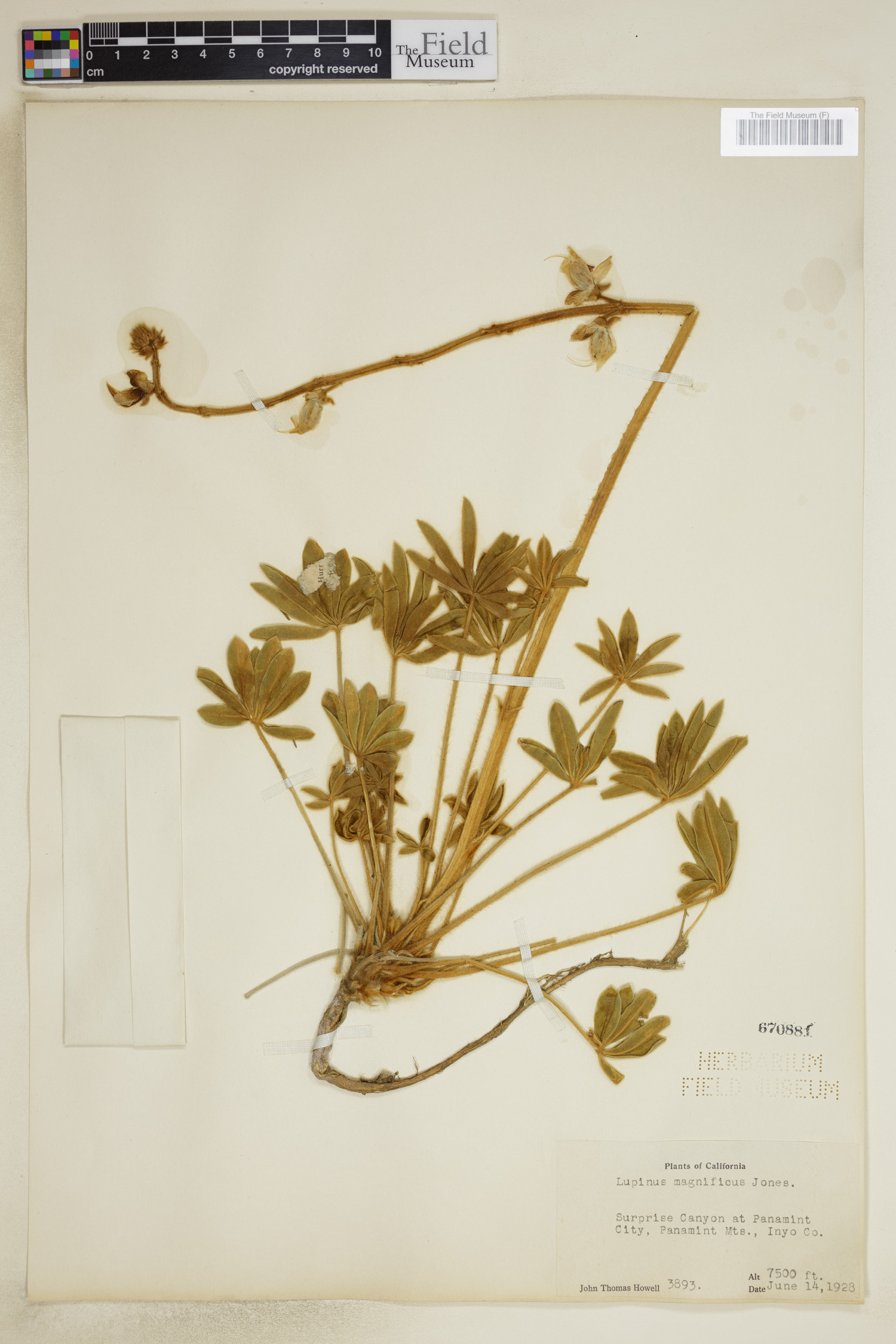 Lupinus magnificus var. glarecola image