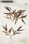 Salix harbisonii image