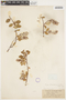 Salix hudsonensis image