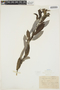Salix humilis Marshall, U.S.A., J. H. Schuette, F