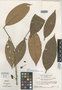 Eugenia griseiflora McVaugh, SURINAME, B. Maguire 54431, Isotype, F