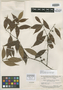 Eugenia ramiflora var. montana Amshoff, SURINAME, B. Maguire 24481, Isotype, F