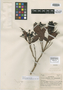 Eugenia durifolia A. C. Sm., FIJI, A. C. Smith 919, Isotype, F