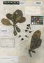Fremya vieillardii Brongn. & Gris, NEW CALEDONIA, E. Vieillard 466, Type [status unknown], F