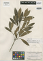 Marlierea salticola Amshoff, BRITISH GUIANA [Guyana], B. Maguire 23549, Isotype, F
