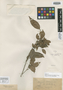 Myrcia acuminata var. bullata O. Berg, COLOMBIA, J. J. Linden 969, Isotype, F