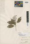Myrcia bicolor Kiaersk., BRAZIL, A. F. M. Glaziou 10797, Isotype, F