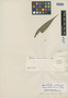Myrcia corcovadensis O. Berg, BRAZIL, H. K. Beyrich, Isotype, F