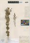 Myrcia corumbensis Glaz., BRAZIL, A. F. M. Glaziou 21190, Isotype, F