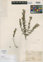 Myrcia crulsiana Glaz., BRAZIL, A. F. M. Glaziou 21139, Isotype, F