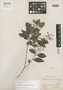 Myrcia cymoso-paniculata Kiaersk., BRAZIL, A. F. M. Glaziou 11986, Isotype, F