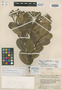 Myrcia exploratoris McVaugh, VENEZUELA, J. A. Steyermark 60879, Holotype, F
