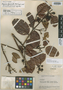 Myrcia fasciata McVaugh, ECUADOR, J. A. Steyermark 52969, Holotype, F