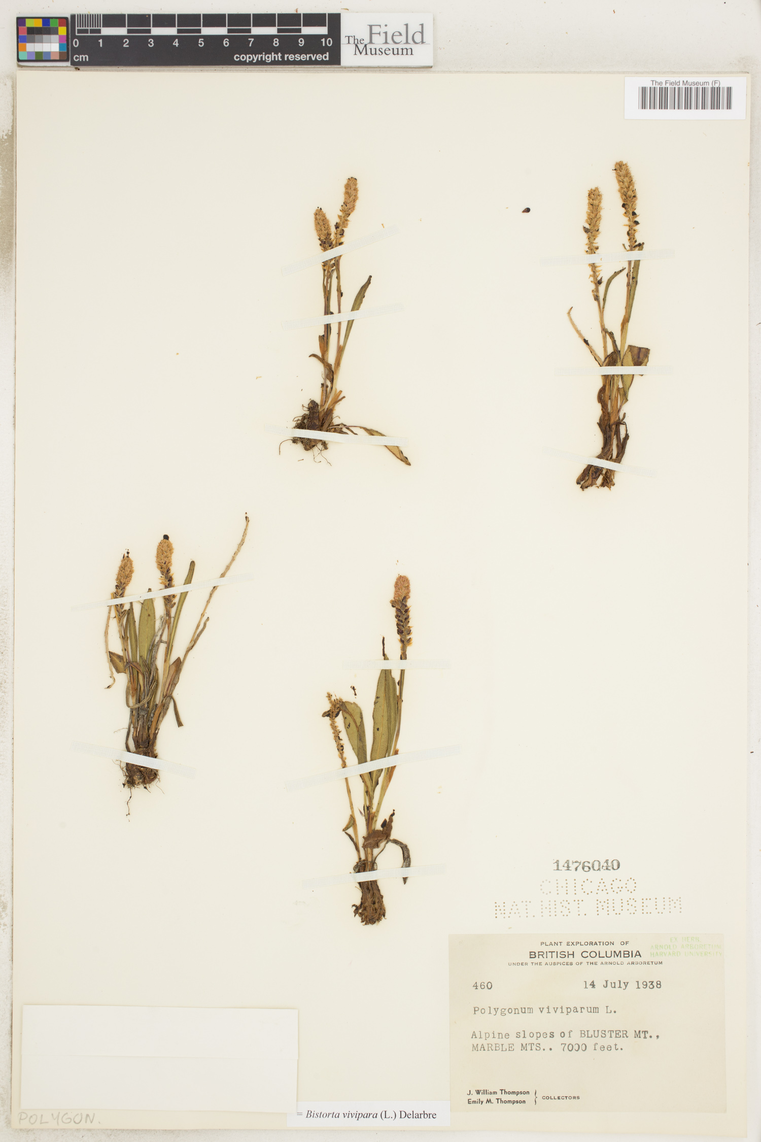 Grattoir 14 cm Botanic : Serfouettes, griffes et binettes Botanic