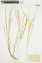 Glyceria canadensis image