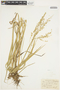 Glyceria canadensis image