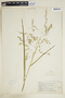 Glyceria canadensis image